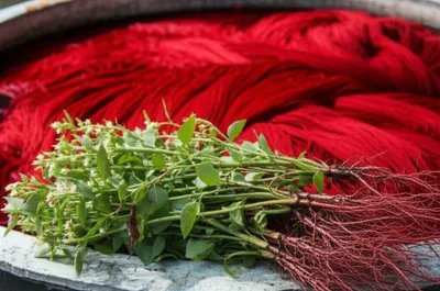 Illustration madder - Image 1