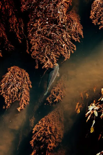 Illustration naturalism - Image 2