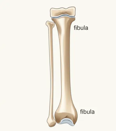 Illustration fibula - Image 1