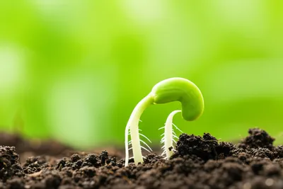 Illustration germ - Image 1