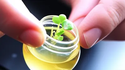 Hình ảnh minh họa podding - Ảnh 1