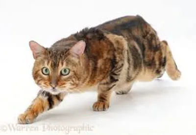 Illustration stealthily - Image 2