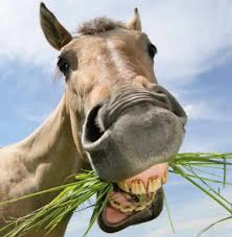 の視覚的イラスト champ: むしゃむしゃ食べる - 画像 2