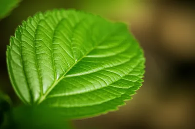 Illustration doubled - Image 1