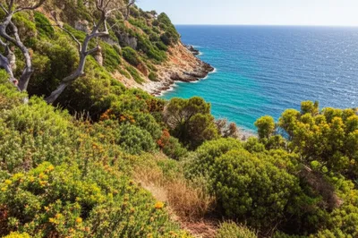 Illustration maquis - Image 1