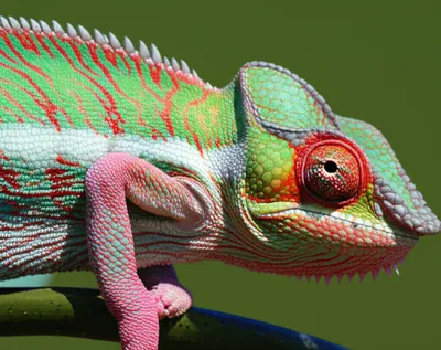 Illustration pinked - Image 1