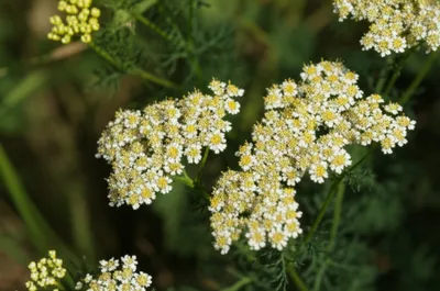 Illustration yarrow - Image 1