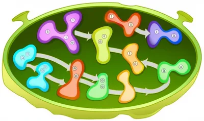 Illustration labels - Image 1