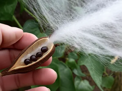 Illustration cotton - Image 1