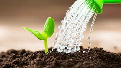 Illustration watered - Image 1