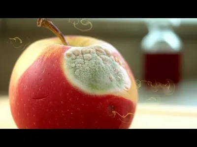 Illustration acetous - Image 1