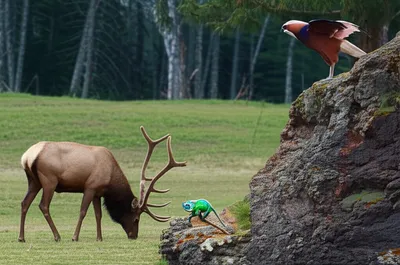 Illustration wildlife