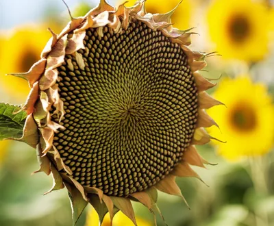 Illustration withering - Image 1