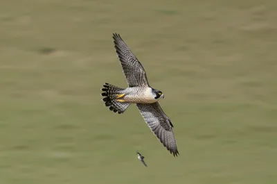 Illustration peregrine