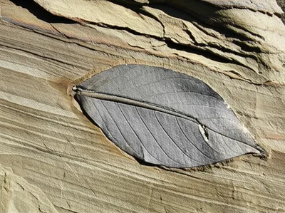 Illustration fossilized