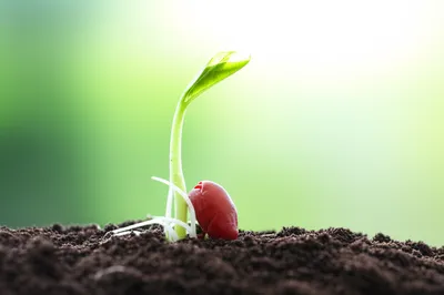 Illustration nascent - Image 1