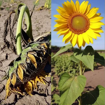 Illustration weak - Image 1