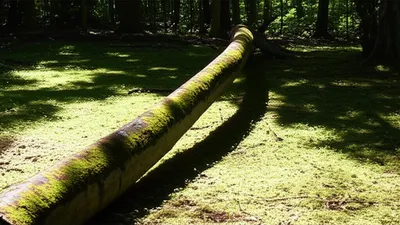 Illustration log - Image 1