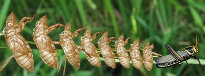 Illustration instar - Image 1