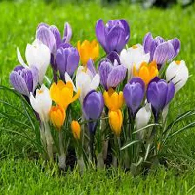 Illustration crocus - Image 2