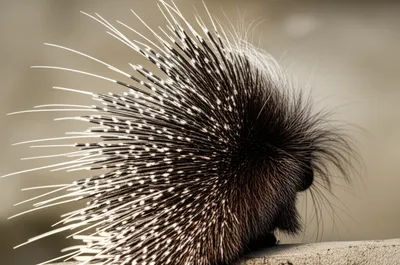 Illustration quilled - Image 1