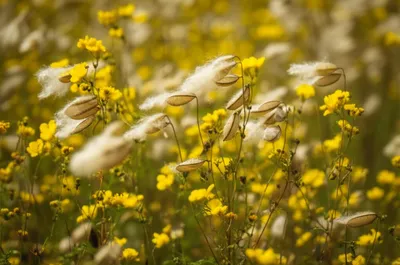 Illustration rattle - Image 1