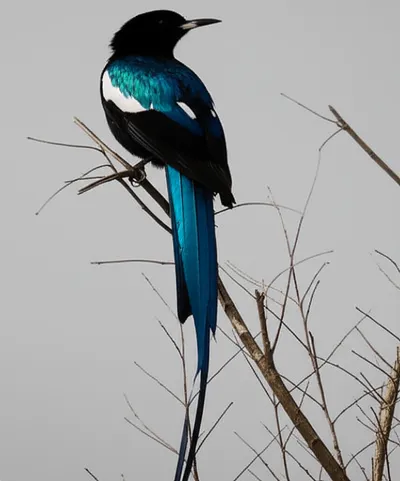 Illustration maggie - Image 1