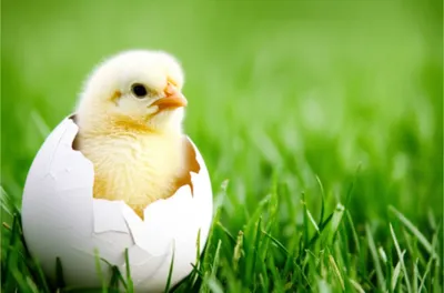 Illustration hatch - Image 1