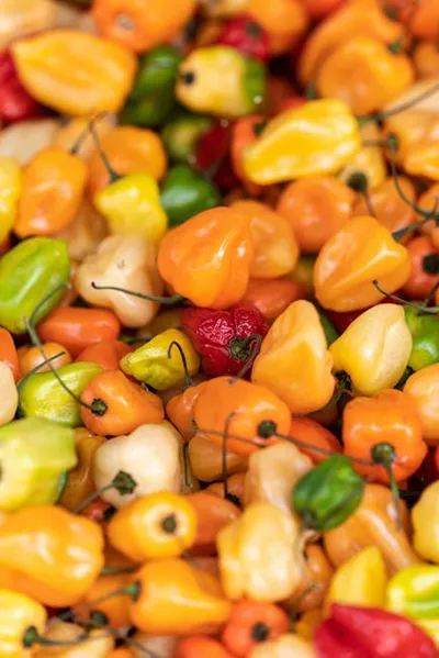 Illustration habaneros - Image 2