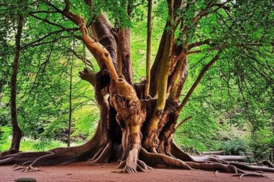 Illustration buttressed - Image 1