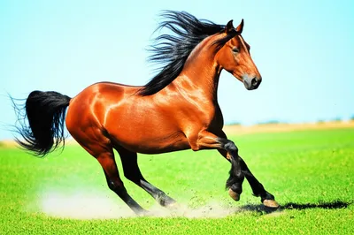 Illustration galloping - Image 1