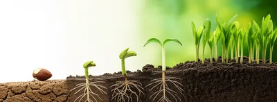 Illustration wrought - Image 1