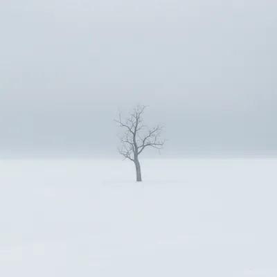 Illustration silences