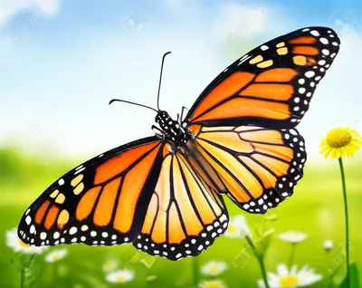 Illustration out - Image 1