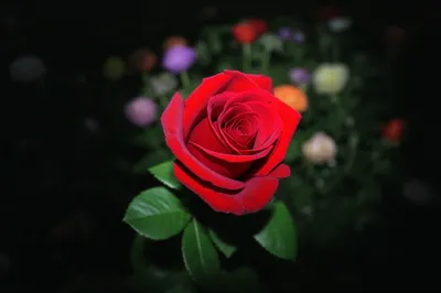 Illustration exclusives - Image 1