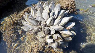 Hình ảnh minh họa oysters - Ảnh 1