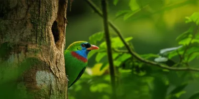 Illustration trogon - Image 1