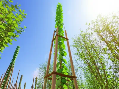 Illustration disciplined - Image 1