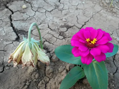 Illustration adversely