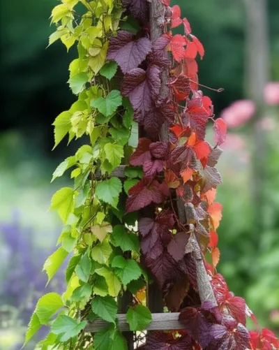 Illustration twines - Image 2