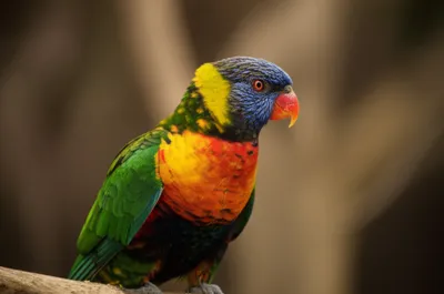 Illustration nape - Image 1