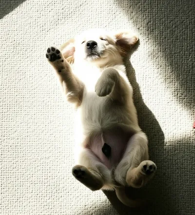 Illustration loafed - Image 1