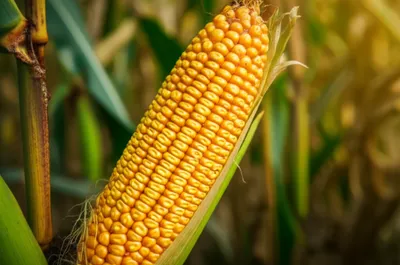 Illustration spikes - Image 1