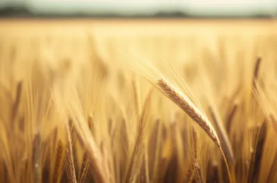 Illustration softest - Image 2