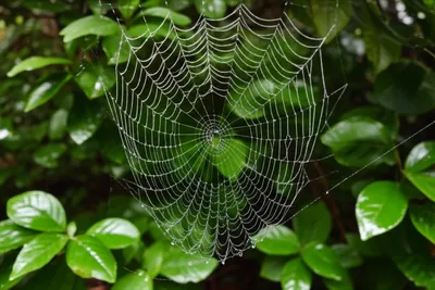 Illustration damp - Image 1