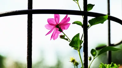 Illustration limitation