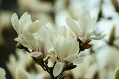 Illustration magnolia - Image 1