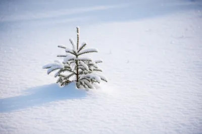 Illustration blanketing