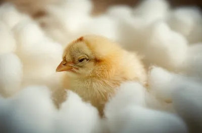 Illustration soft - Image 1