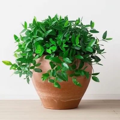 Illustration planter - Image 1